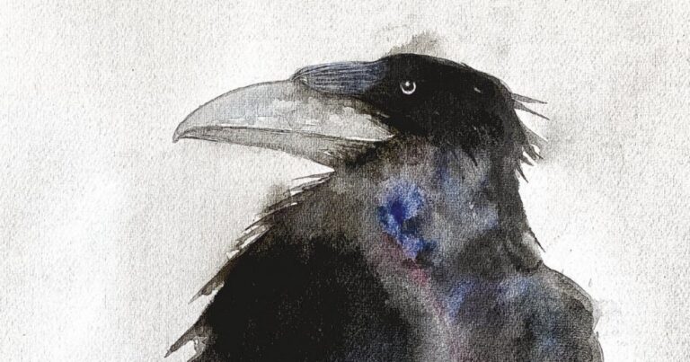 Il corvo: una storia tra meraviglia e pregiudizi