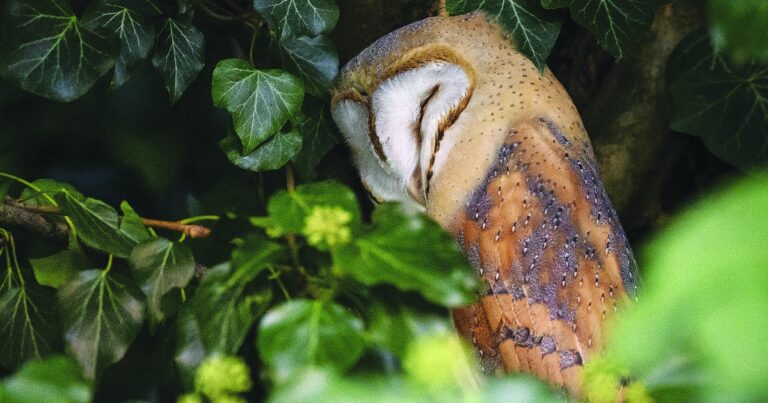 Il mistero del barbagianni