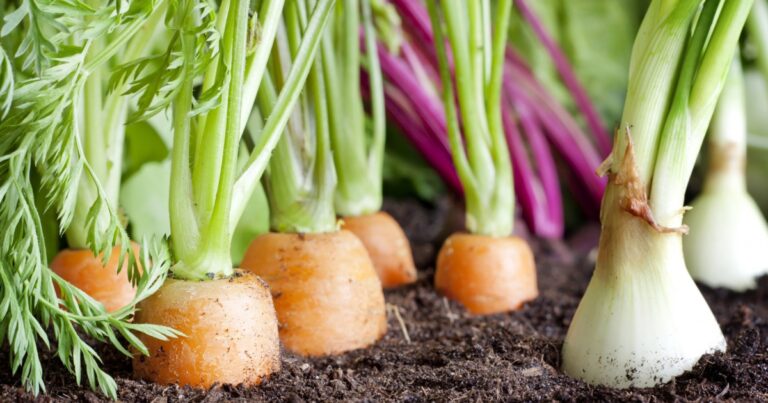 Fare l’orto: una vera battaglia, ma che soddisfazione