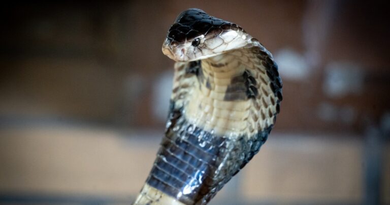Veleno di serpente, stilla a Bangkok