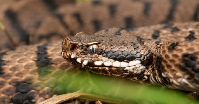 Un sospetto di primavera: ecco la vipera