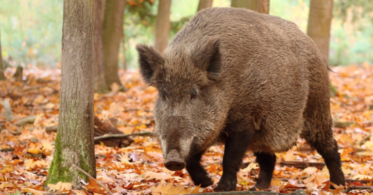 A muso duro, ecco il cinghiale